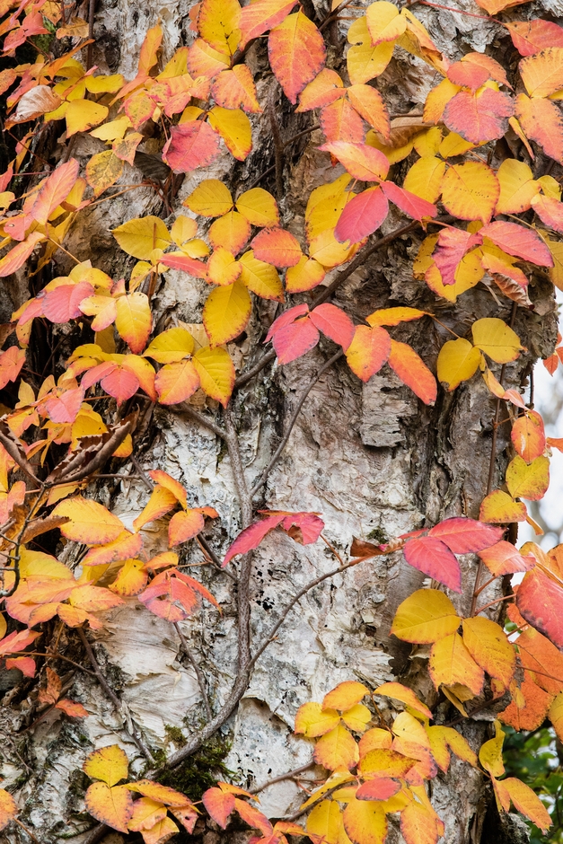 赤城白樺牧場秘密の絶景ツアー(3)