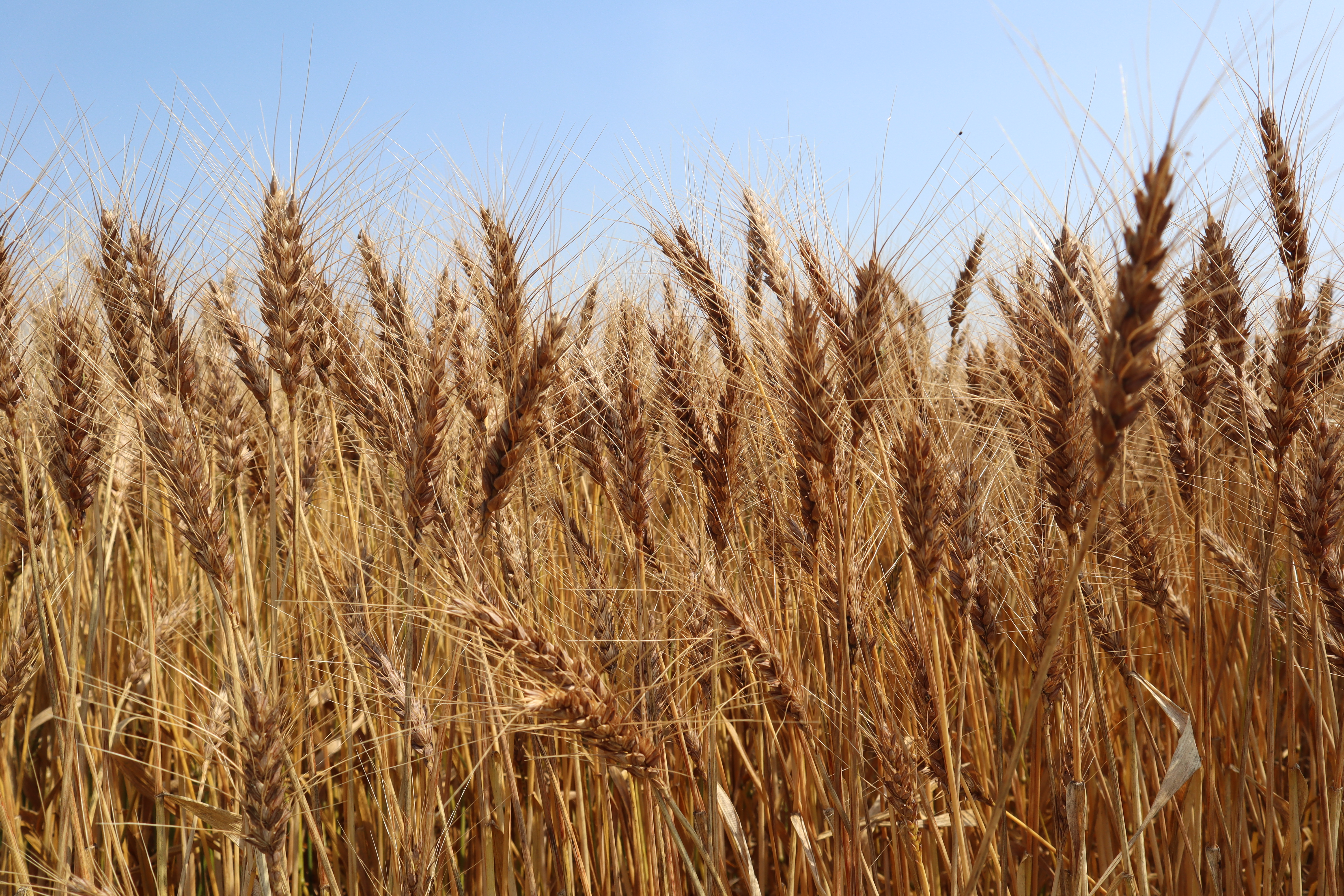 【新麦「Premium T」解禁!】8月10日、今年収穫した熊本の小麦が解禁されました!