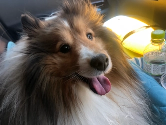 病気と闘う犬「ラッキー」を救いたい！ 多発性骨髄腫と闘うためにクラウドファンディングを実施！ 皆様の支援が必要です！≪8月12日～9月30日　午後23時終了≫