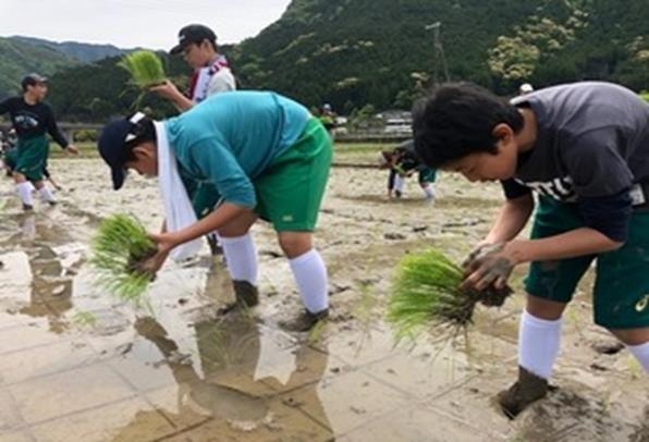 田植え体験の様子