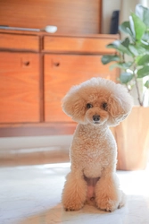 ブライダル撮影最大手のデコルテが、愛犬専用フォトブランド「dogbirthday」をリリース！
