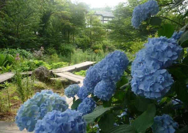 ミュージアムガーデンのセイヨウアジサイの様子(7月12日撮影)