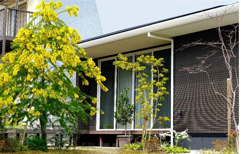 黄色の花が満開のミモザ