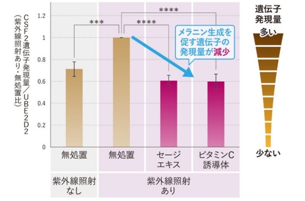 図3：CSF2遺伝子の発現抑制効果