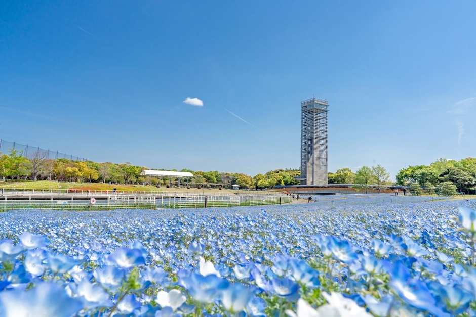 4月中旬ごろ見頃予定のネモフィラ
