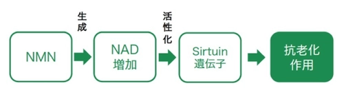 AL-FOODS株式会社の業界唯一の植物由来NMN 「ブロッコリーNMN(R)」が商標登録完了。 機能性表示食品制度対応・海外向けの プレミア需要素材として引合い増！