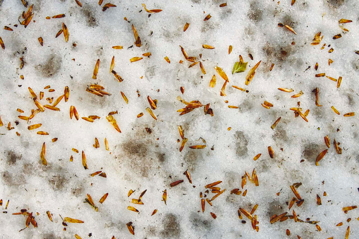 雪の上に落ちる芽鱗