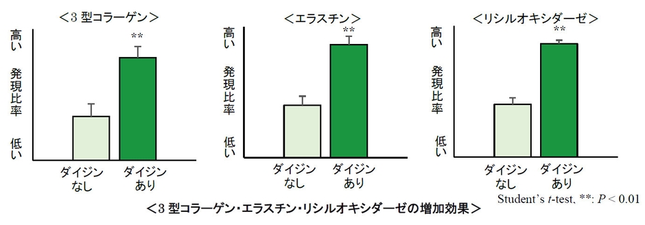 3型コラーゲン・エラスチン・リシルオキシダーゼの増加効果