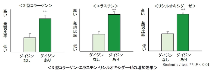 3型コラーゲン・エラスチン・リシルオキシダーゼの増加効果