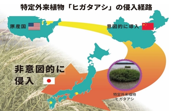 特定外来植物「ヒガタアシ」の日本への侵入経路