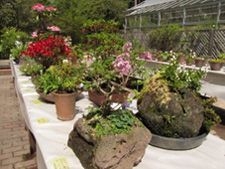 初夏の高山植物展