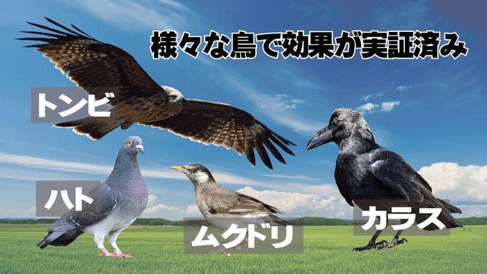 鳥類