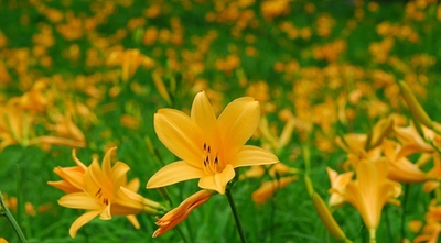 【六甲高山植物園】 一面に広がる黄色の花畑 約2,000株の「ニッコウキスゲ」が見頃です！
