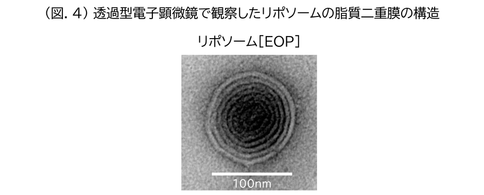(図.4)透過型電子顕微鏡で観察したリポソームの脂質二重膜の構造