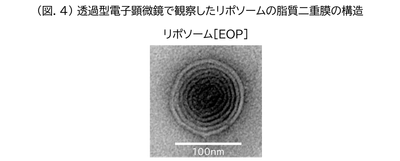 (図.4)透過型電子顕微鏡で観察したリポソームの脂質二重膜の構造