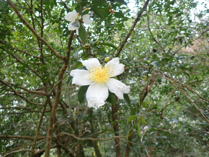 よく生垣で見かける花、サザンカです