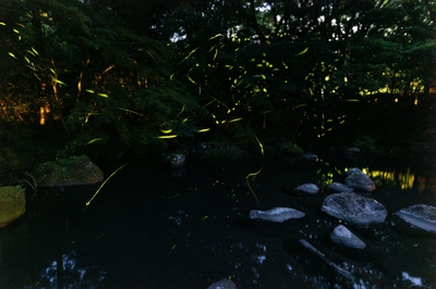 ほたるが飛び交う大川竹ヶ沢公園
