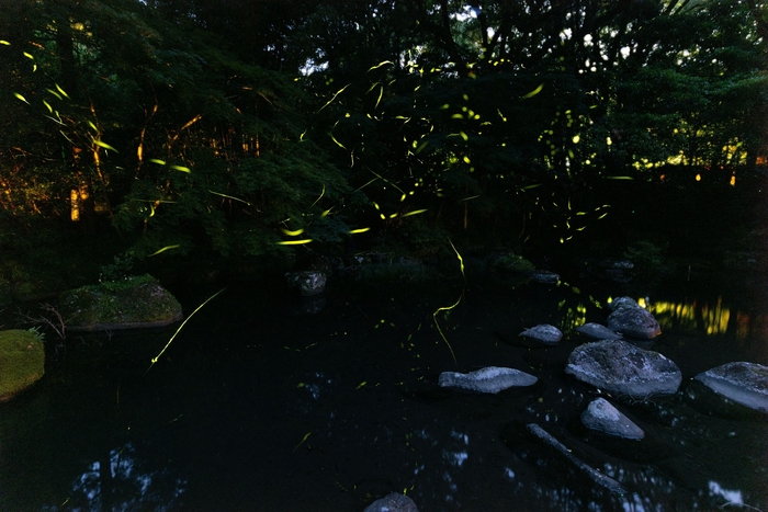 ほたるが飛び交う大川竹ヶ沢公園