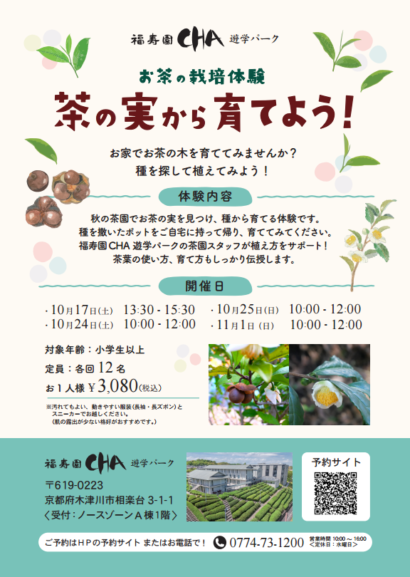 秋の茶園で茶の実を探し、種から育てる
「お茶の栽培体験～茶の実から育てよう！～」を期間限定で開催