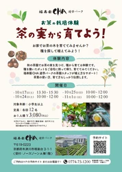秋の茶園で茶の実を探し、種から育てる
「お茶の栽培体験～茶の実から育てよう！～」を期間限定で開催