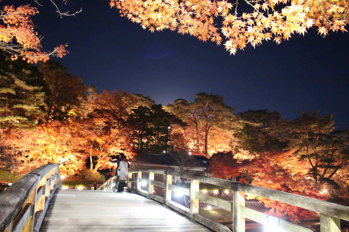 過去の「日本庭園（菖蒲ヶ池）」ライトアップの様子