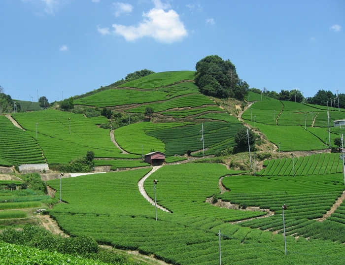 宇治茶の主産地・京都和束町