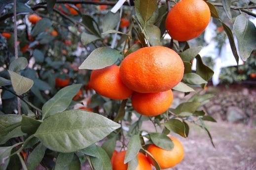 【マルシェ出品予定商品の一例】甘平