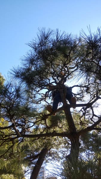 高所作業もお手の物！