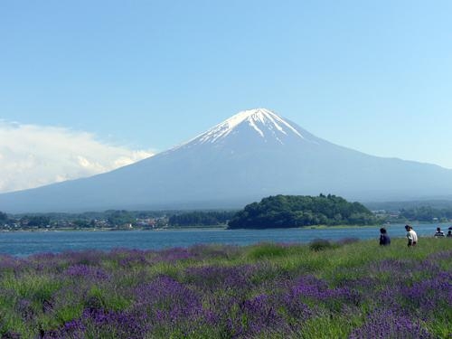 河口湖ハーブフェスティバル　大石会場からみた富士山