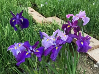 加茂荘花鳥園「新品種　花菖蒲」のお披露目会を開催　 新交配品種、実生苗から育成した“新たな花菖蒲”をご案内