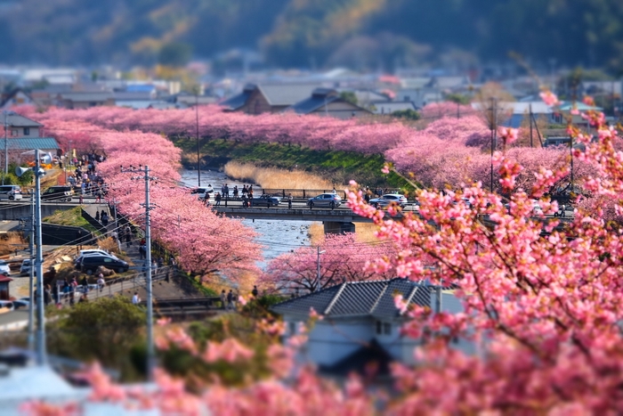 河津桜まつり