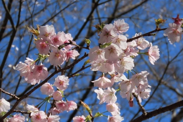 【速報】都立庭園で続々とサクラが開花し、まもなく見ごろを迎えます。