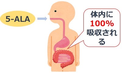 【5-ALA 体内吸収図】