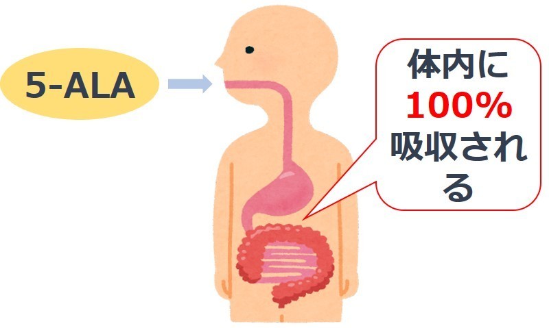 【5-ALA 体内吸収図】