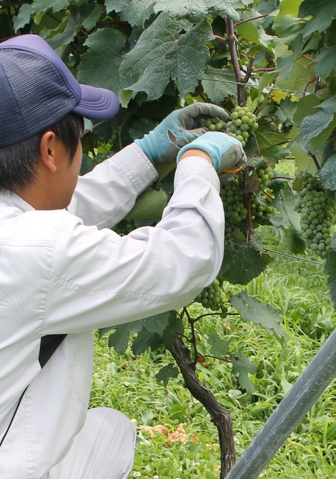 収穫体験(イメージ)