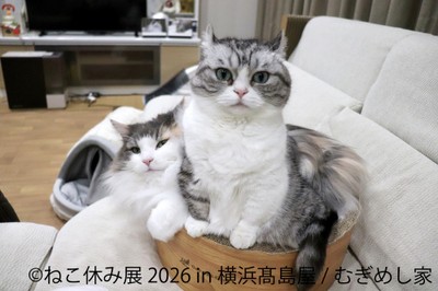【ねこ休み展】展示作品：むぎめし家
