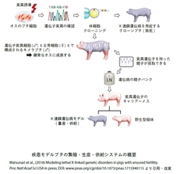 明治大学バイオリソース研究国際インステュテュートが、 稀少難治性疾患モデルブタの繁殖・生産・供給システムの開発に成功