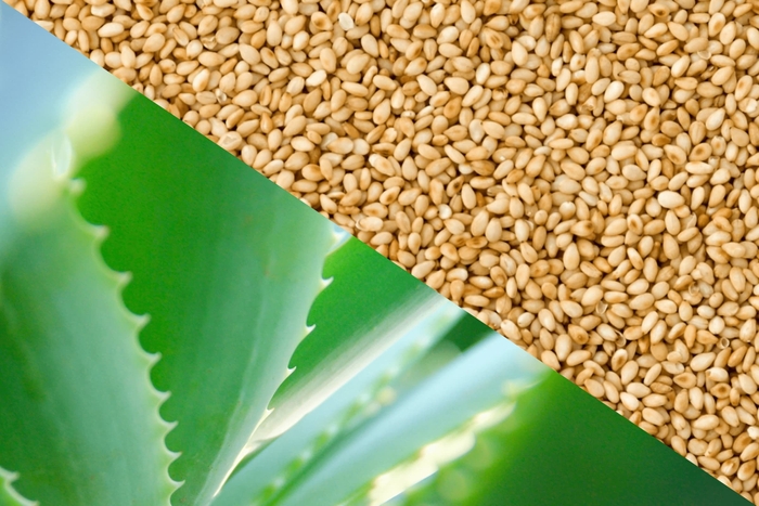 美肌県で有名な“島根県出雲産の『アロエベラ液汁』&『ゴマ油(生絞り)』”配合