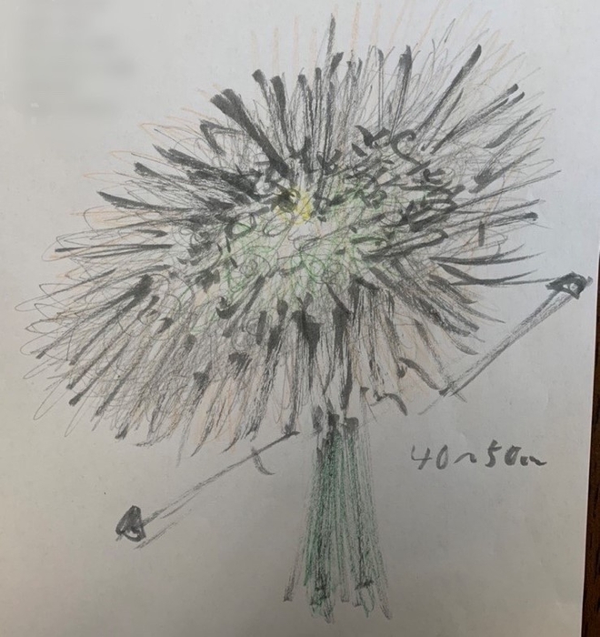 パンパスグラスのシュトラウス(花束)