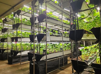 気候に左右されない“次世代わさび栽培”を小樽で実現 - 本物のわさびを味わう工場見学ツアーを11月28日開始 -