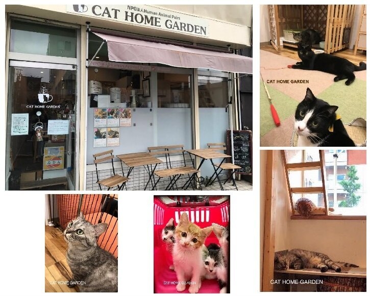 猫カフェ講演会 譲渡型保護猫カフェ CAT HOME GARDEN