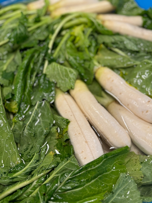 在来種の東京長カブ