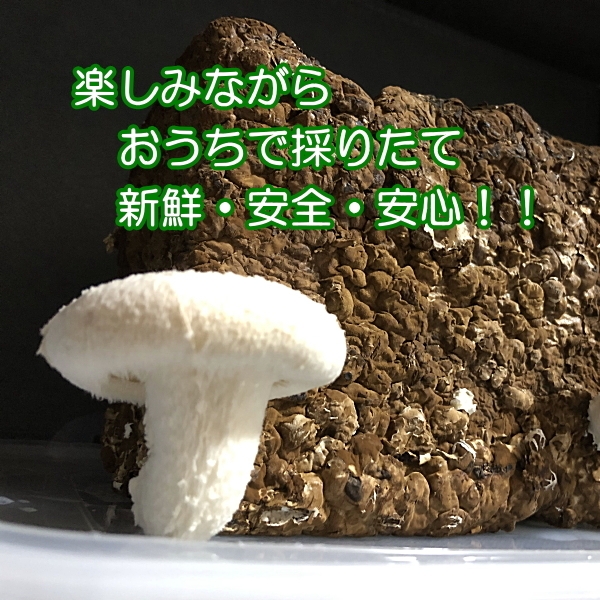 楽しみながらお家で採りたて新鮮・安全・安心！！