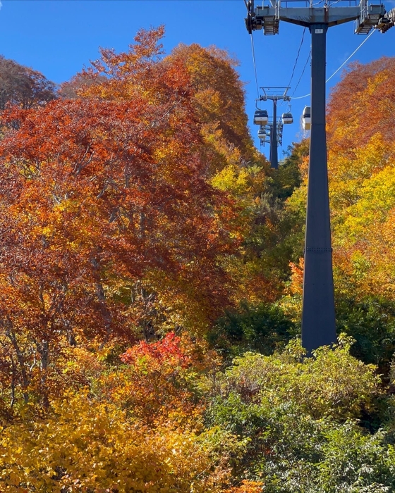 ゴンドラ架線脇の紅葉は徐々に山頂から山麓に降りてきています。