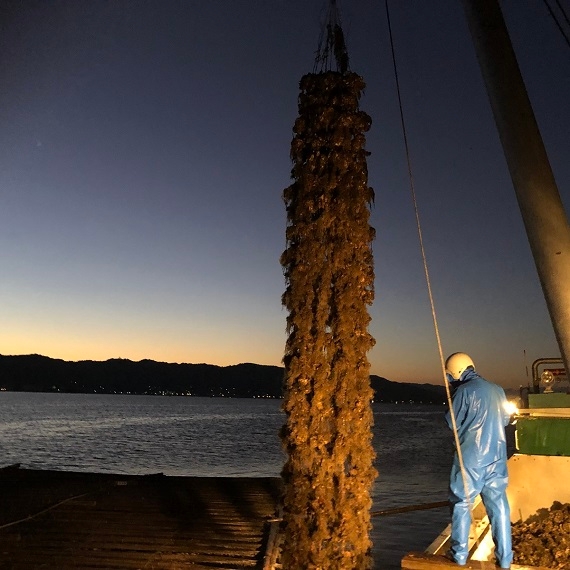 牡蠣は全て広島湾で収穫