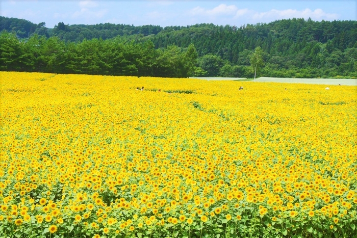 山の楽校 ひまわり畑とそば畑(2019年8月撮影)