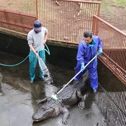 熱川バナナワニ園、年末恒例のワニ池大掃除を12/26に実施！ 体長約3mのワニの背中をブラッシングし、新年の準備を万端に