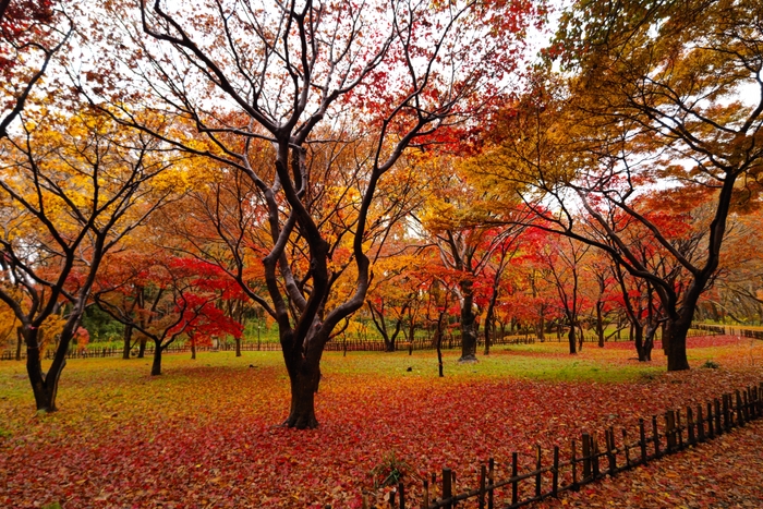 かえで園の紅葉