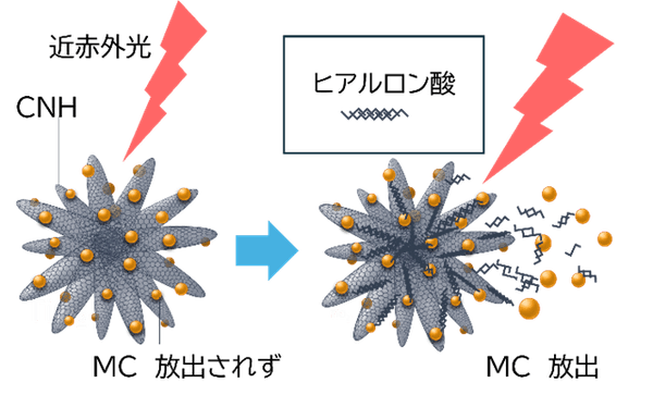 図1. MC/CNHとMC/HA/CNHの近赤外光照射時の比較。