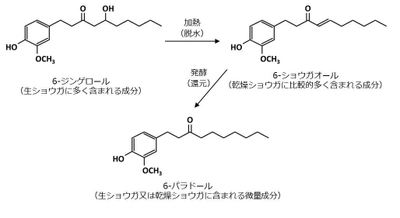 機能性成分6-パラドールの含有量を規格化した 『発酵ジンジャーエキスパウダーS』の販売を開始